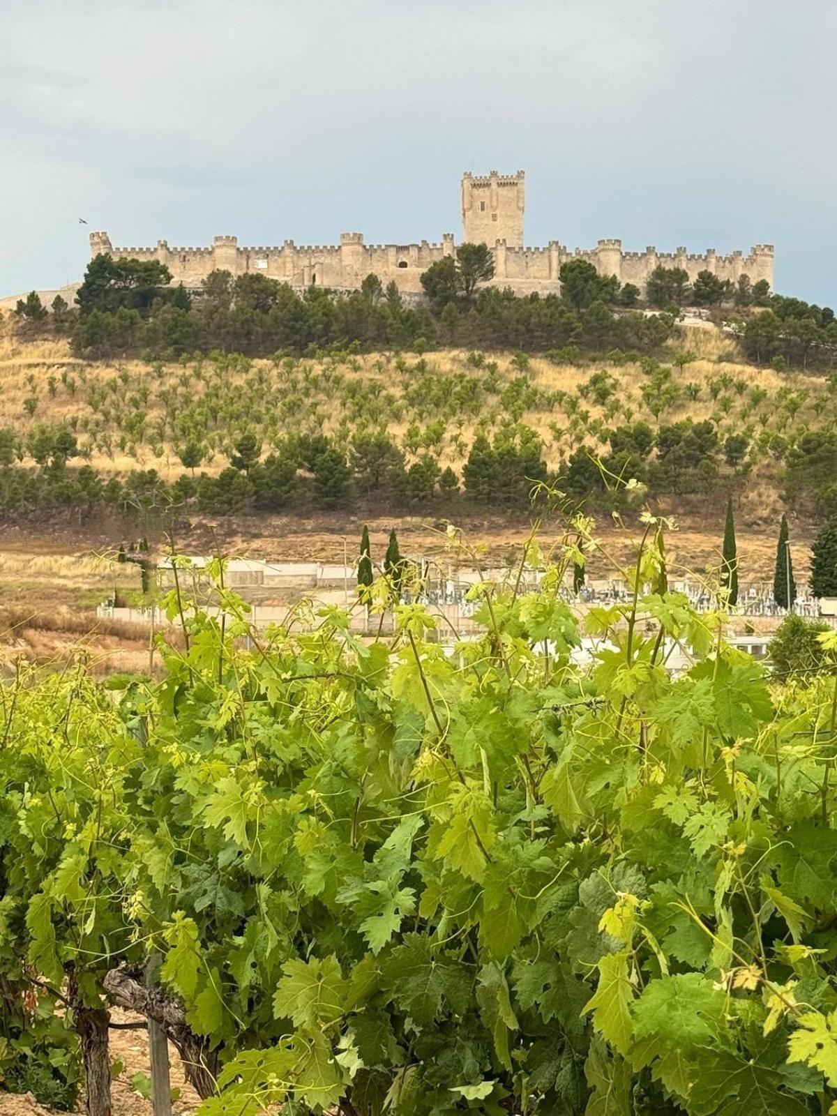 Casa Bodegas Marcos Villa Penafiel Bagian luar foto